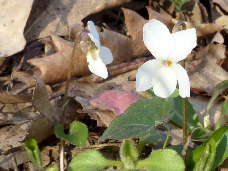 Flores silvestres de Magyarlukafa (Hungría): Violeta blanca (Viola alba)